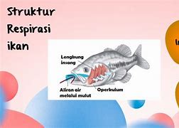 Ikan Bergerak Menggunakan Organ